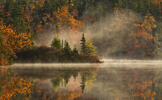 Woods reflecting in lake